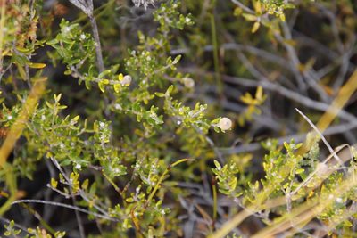 Phylica lasiocarpa, photographed by Tony Rebelo