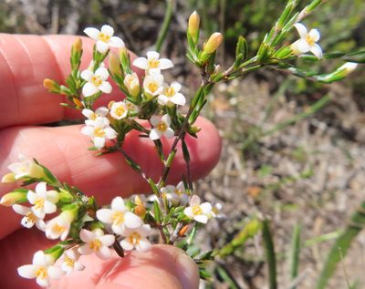 Lachnaea axillaris, photographed by linkie
