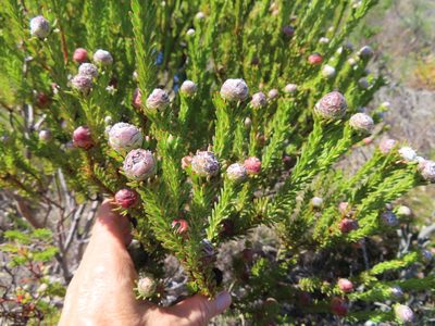 Leucadendron linifolium, photographed by linkie