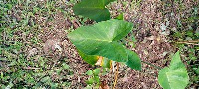 Xanthosoma sagittifolium, photographed by Ana Liz Barria Bultron