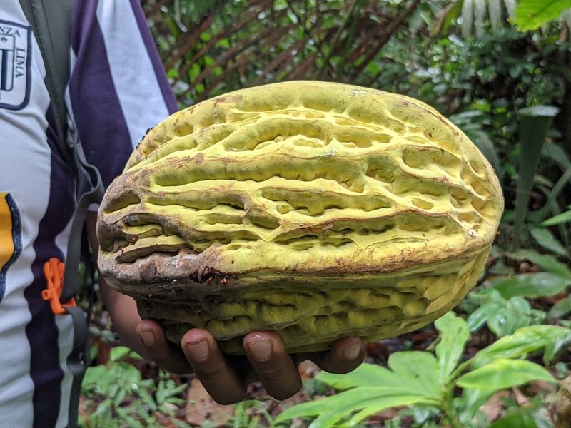 Theobroma bicolor, photographed by Zoltán Stekkelpak