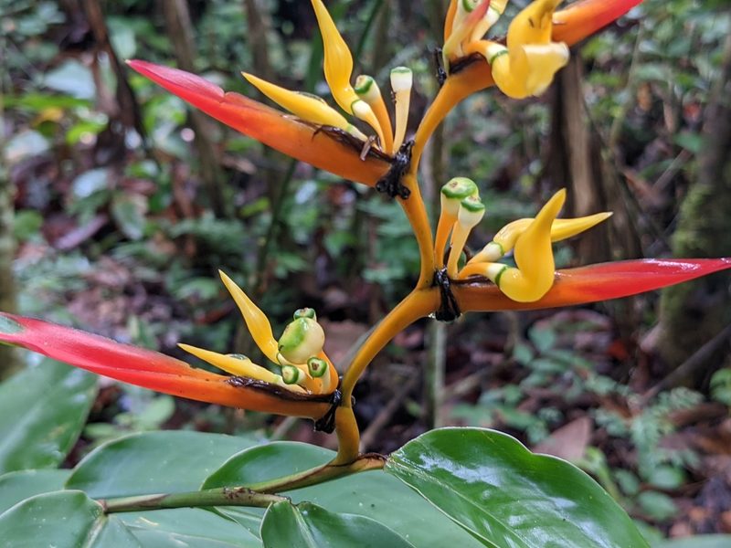Heliconia schumanniana, photographed by Zoltán Stekkelpak