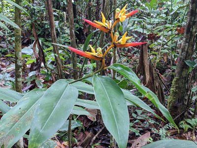 Heliconia schumanniana, photographed by Zoltán Stekkelpak
