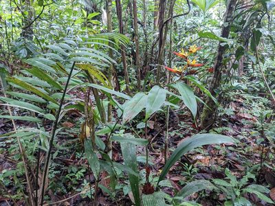 Heliconia schumanniana, photographed by Zoltán Stekkelpak