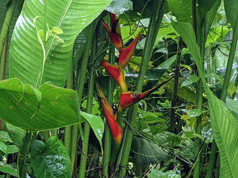 Heliconia stricta, photographed by Zoltán Stekkelpak