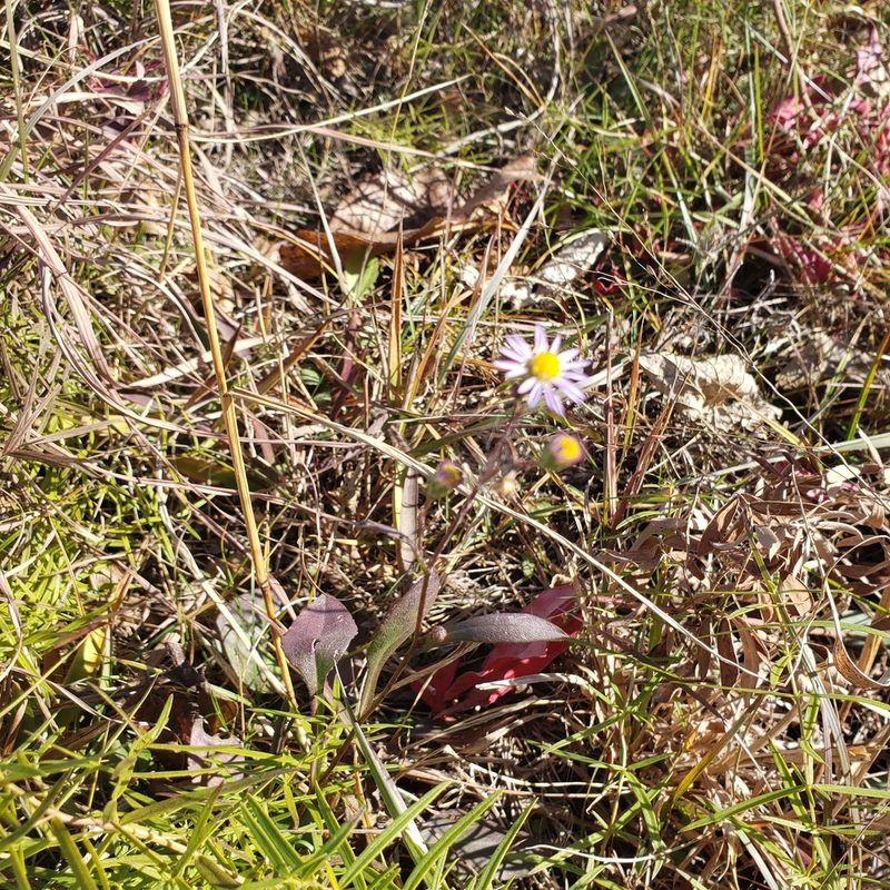 Symphyotrichum laeve, photographed by Robert Hoard