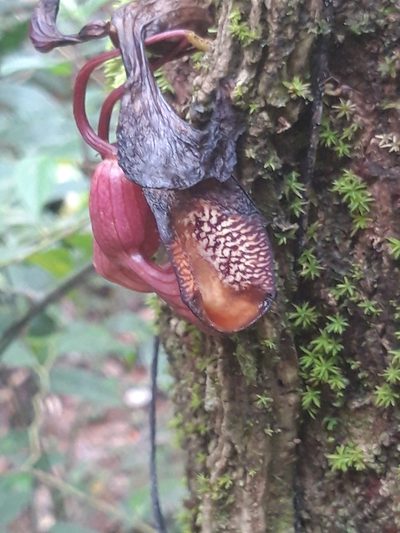 Aristolochia leuconeura, photographed by keesgroenendijk