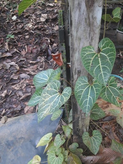 Aristolochia leuconeura, photographed by keesgroenendijk