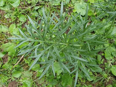 Thapsia garganica, photographed by Mehdi Chetibi