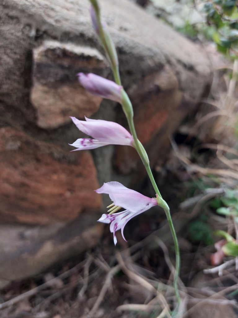 Gladiolus oatesii, photographed by Manuel R Popp
