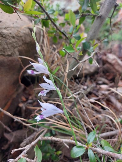 Gladiolus oatesii, photographed by Manuel R Popp