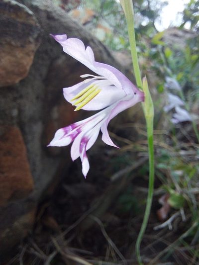 Gladiolus oatesii, photographed by Manuel R Popp