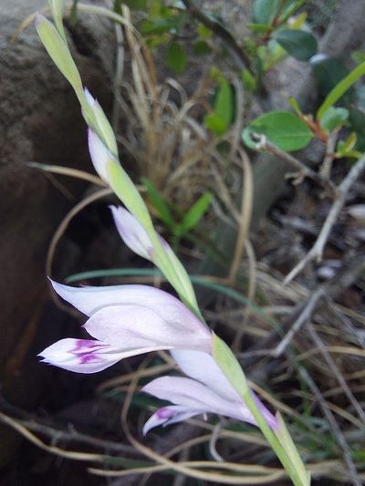 Gladiolus oatesii, photographed by Manuel R Popp