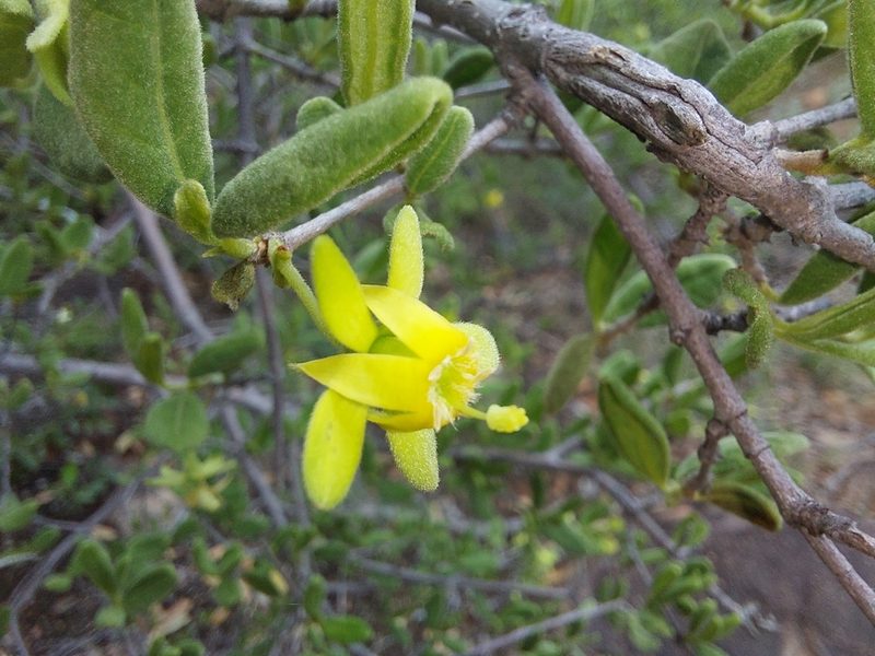 Vangueria triflora, photographed by Manuel R Popp