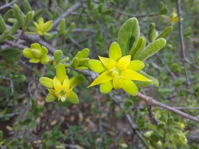 Vangueria triflora, photographed by Manuel R Popp