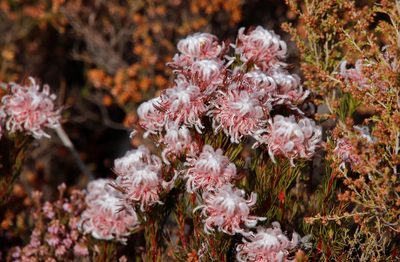 Serruria rostellaris, photographed by Tony Rebelo