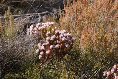 Serruria rostellaris, photographed by Tony Rebelo