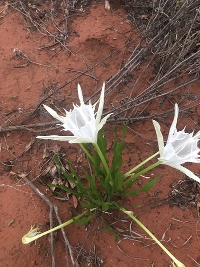 Pancratium tenuifolium, photographed by rosshawkins