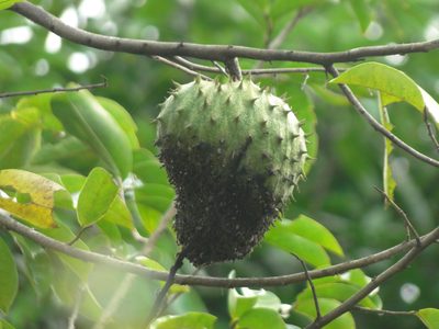 Annona muricata, photographed by keesgroenendijk