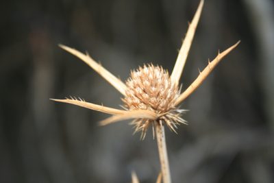 Eryngium falcatum, photographed by Edmundas Greimas