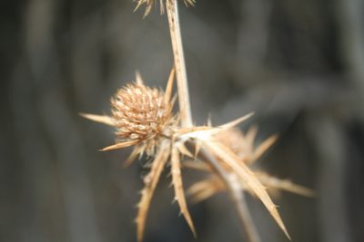 Eryngium falcatum, photographed by Edmundas Greimas