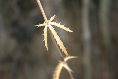 Eryngium falcatum, photographed by Edmundas Greimas