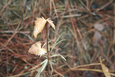 Eryngium falcatum, photographed by Edmundas Greimas
