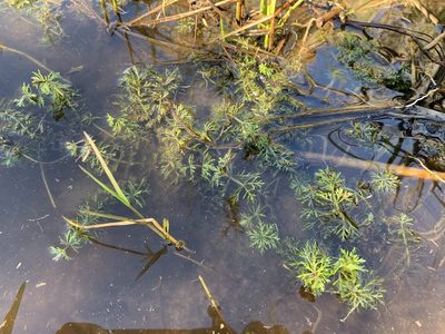 Limnophila sessiliflora, photographed by geosesarma