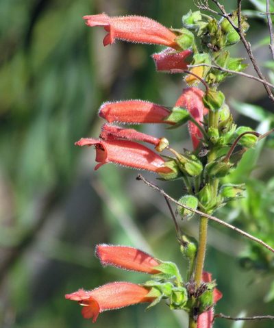 Sinningia elatior, photographed by Hugo Hulsberg