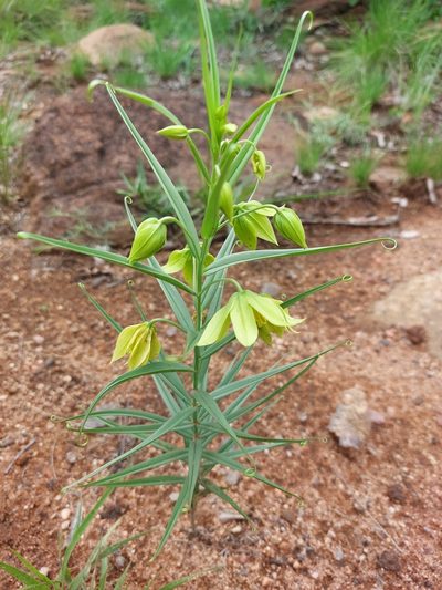 Gloriosa rigidifolia, photographed by Manuel R Popp