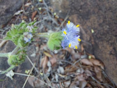 Cyanotis speciosa, photographed by Manuel R Popp