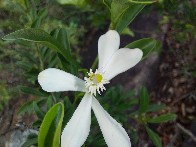Turraea obtusifolia, photographed by Manuel R Popp