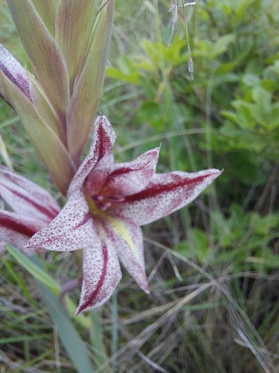Gladiolus elliotii, photographed by Manuel R Popp
