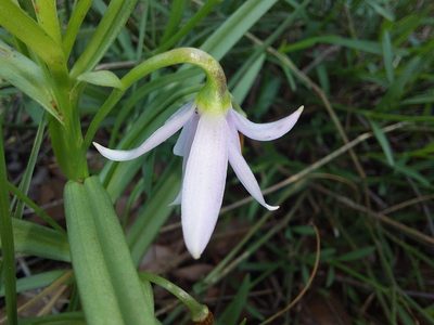 Walleria nutans, photographed by Manuel R Popp