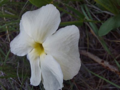 Thunbergia atriplicifolia, photographed by Manuel R Popp
