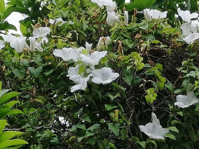 Calystegia tuguriorum, photographed by Andy McKay