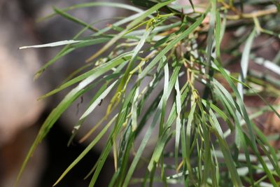 Acacia acrionastes, photographed by Greg Tasney