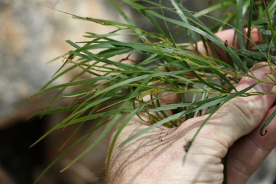 Acacia acrionastes, photographed by Greg Tasney