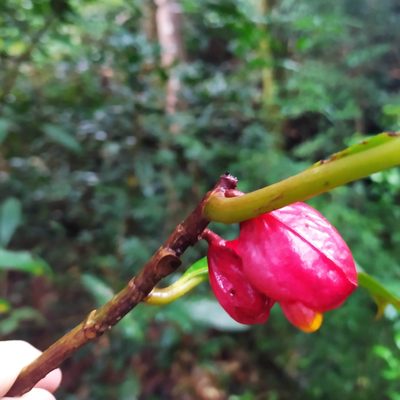 Drymonia coccinea, photographed by Guillaume Delaitre