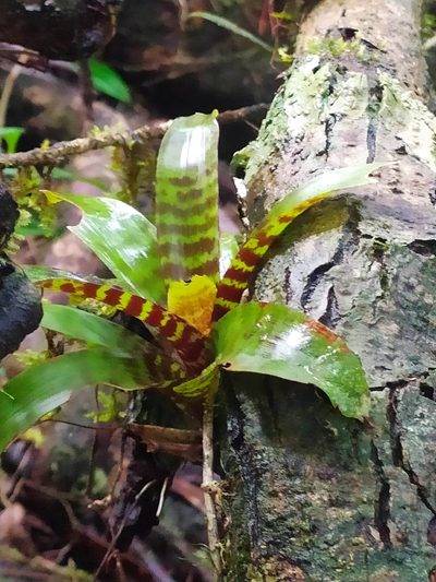 Lutheria splendens, photographed by Guillaume Delaitre
