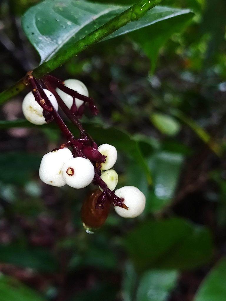Chiococca nitida, photographed by Guillaume Delaitre