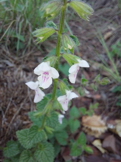 Stachys natalensis, photographed by Manuel R Popp