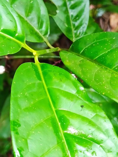 Chiococca nitida, photographed by Guillaume Delaitre