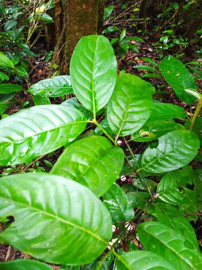 Chiococca nitida, photographed by Guillaume Delaitre