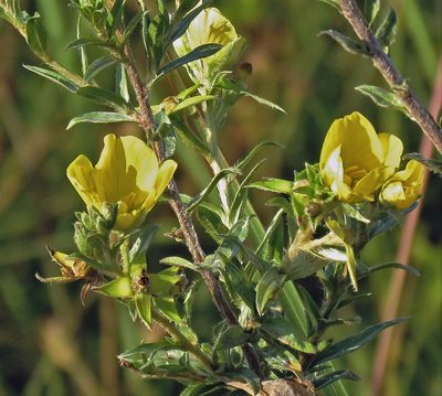 Ludwigia sericea, photographed by Hugo Hulsberg