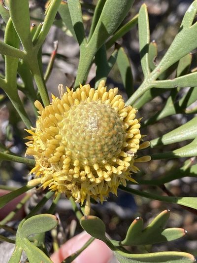 Isopogon trilobus, photographed by pimelea