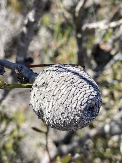 Isopogon trilobus, photographed by pimelea