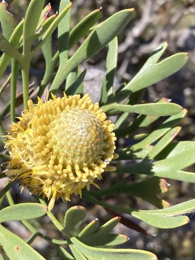 Isopogon trilobus, photographed by pimelea