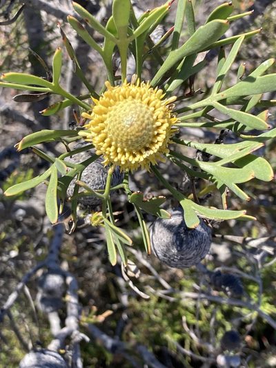 Isopogon trilobus, photographed by pimelea