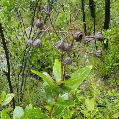 Angophora hispida, photographed by ronavery